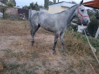雄馬, Thoroughbred horse — 写真 5