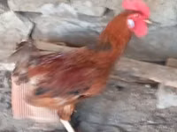 Chickens — zdjęcie 7
