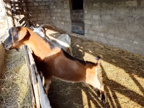 თხა, Alpine goat