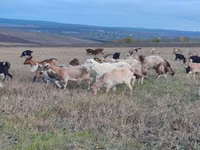 Koza, Kozy — zdjęcie 4