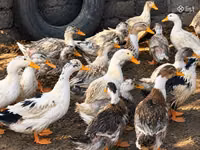 Ducks — zdjęcie 2