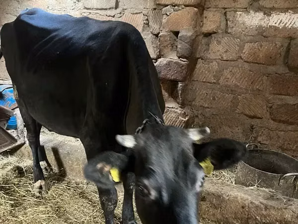 Vaca, Ganado vacuno