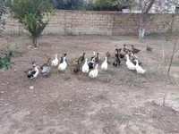 Německý pekin — foto 8