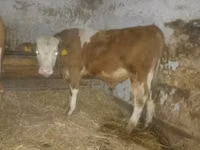 Býk, Simmental cattle — foto 2