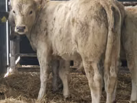 أبقار (دفعة، الجنس غير محدد), Simmental cattle — الصورة 4