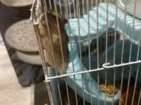 7 ədəd hamster və qəfəs dəsti - Növ: xırda ev heyvanı (hamster) - — photo 3