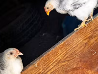 Chickens — Foto 1