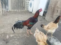 Chickens — الصورة 2