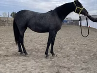 Toychoq, Friesian — 1-rasm