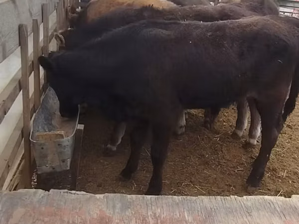 Býk, Skot