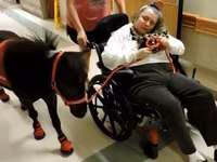 Cavalo, Miniature horse — foto 5