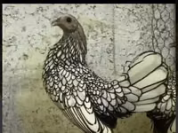 Chickens — foto 7