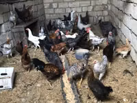 Chickens — foto 3