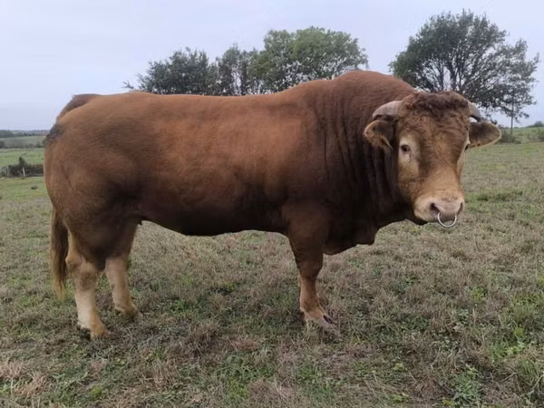 Touro, Vaca Limousine