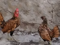 Bantam — zdjęcie 5