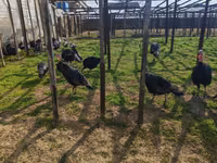 Turkeys — foto 4