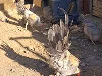 leghorn — foto 6