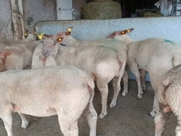 Brebis, Charollais sheep