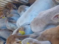 Qoramol (partiya, jinsi ko‘rsatilmagan), Simmental cattle — 3-rasm