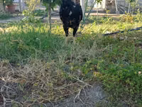 Chickens — Foto 2