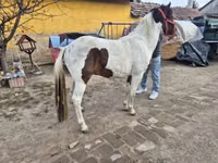 母马, Horses — 照片 2