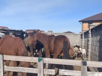 Jument, Chevaux — photo 2