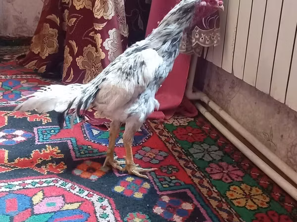 Chickens