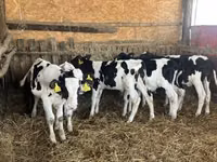 Touro, Russian Black pied cattle — foto 6