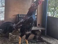 Chickens — foto 3