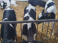 Toro, Raza Holstein — foto 1