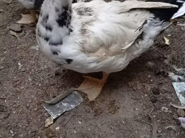 مسكوفي منزلي
