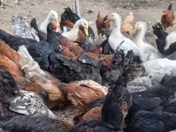Chickens