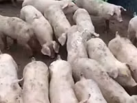 ஆண் பன்றி, பன்றிகள் — புகைப்படம் 3