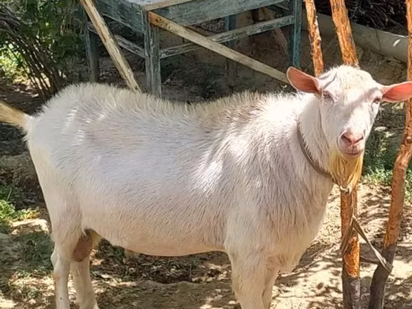 Echki, Saanen goat