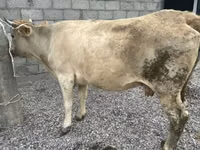 Krowa, Swiss cattle — zdjęcie 5