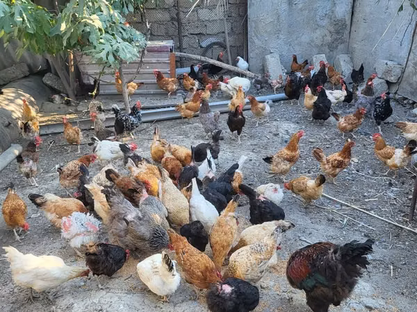 Chickens