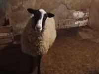 Schaf, Romanov sheep — Foto 1