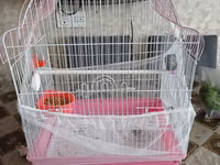 Nimfa (cockatiel) tutuquşu və qəfəs dəsti - Növ: Nimfa (cockatiel) – — сүрөт 3