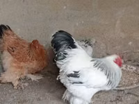 Brahma — foto 1