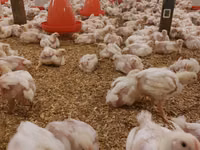 Chickens — zdjęcie 4