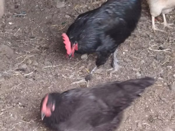 Chickens