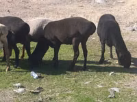 ცხვარი, Tian-Shan semifinewool sheep — ფოტო 7