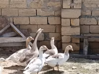 Geese — foto 1