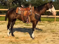 Kısrak, American paint horse — foto 4
