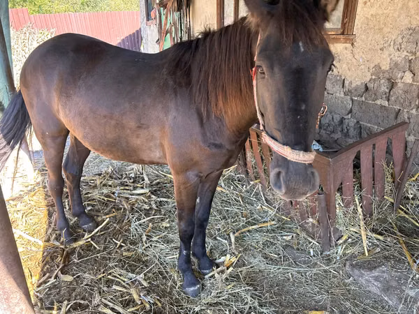Jument, Chevaux