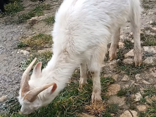 Keçiler (parti, cinsiyet belirtilmedi), Saanen goat