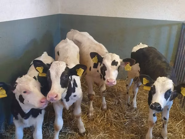 Boğa, Holstein ırkı