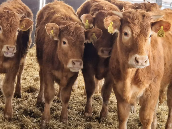 İribuynuzlu mal-qara (partiya, cinsi göstərilməyib), Simmental cattle