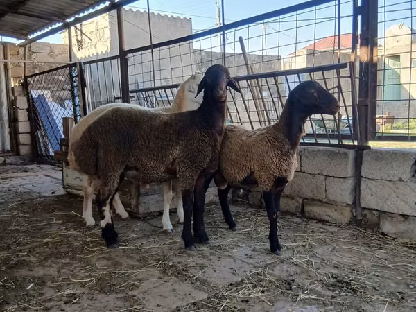 Brebis, Blackheaded Persian sheep