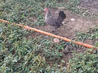 Chickens — الصورة 7